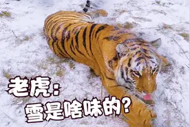 萌翻了！600斤大老虎在雪中秒变“小花猫”，还伸舌头“舔雪”视频封面