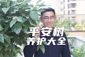 园艺师教你养平安树，这可能是关于平安树，最全面的养护教程了视频封面
