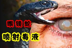 眼镜蛇的毒液能喷射多远？如果喷到眼睛里会发生什么视频封面