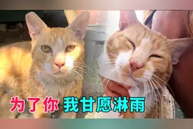 暴雨中瑟瑟发抖的流浪猫，被雨水淋湿也不愿离开，生怕错过好心人