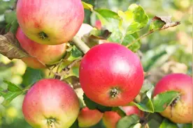 苹果什么时间卸袋最合适？采摘时应该注意什么？来听专家怎么说！视频封面