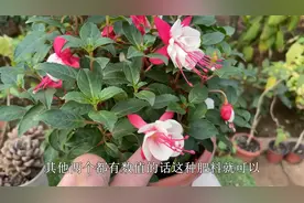 养倒挂金钟，做足5个“条件”，一盆开花上百朵，就能四季开花视频封面