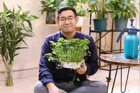 铜钱草怎么养？园艺师教你，铜钱草的详细养护技巧