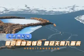 河北曹妃甸：雪后湿地添锦色 喜迎天鹅入画来视频封面