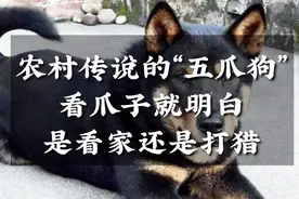 民间传说的“五爪狗”，前爪看门后爪下死口，打猎好手视频封面