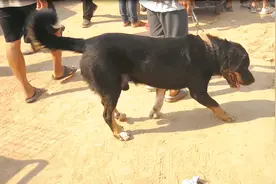 河南农村狗市：一条成年高加索犬，要价1000块钱，你看值这个价吗