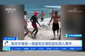 追咬儿童被驱赶又袭击一游泳女子！南非海滩发生海豹伤人事件