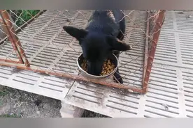 小焦在农村创业养狗真不容易，老公不在家，犬舍家里两头跑着喂狗