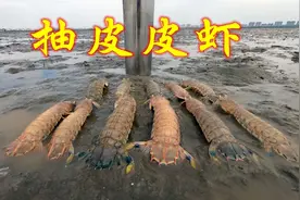 阿广今天赶海，用这个方法抽出了好多皮皮虾，看得真叫人欢喜啊