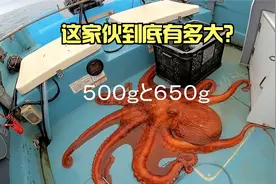 国外抓世界最大八爪鱼，用特制大铁钩直接深水钓，须比胳膊还要粗