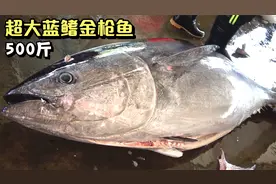 31万一条的超大蓝鳍金枪鱼，重500斤，看刀工厉害的师傅怎么处理