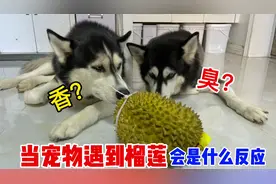 有传言说，猫对榴莲有特殊的反应，你们相信吗