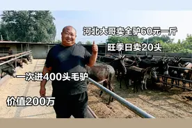 河北大哥卖全驴，60元一斤，旺季日卖20头，一次进货400头值200万视频封面