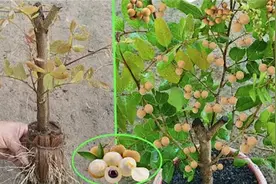 龙眼树快速高压繁殖法，只要两个月就能成功移栽，快来试试