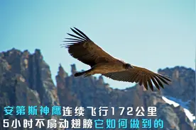 连续飞行172公里！5小时不扇一次翅膀，安第斯神鹰是怎样做到的？
