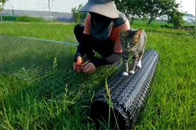 小院的蔷薇开花了，在墙面铺一张网，待蔷薇长大就是一面花墙