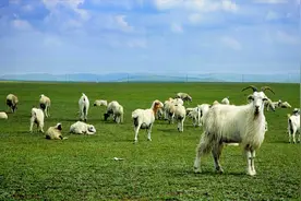 蒙古送中国的3万头绵羊，现在到底去了哪？蒙方官员道出实情视频封面