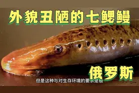 七鳃鳗，外貌丑陋！我们东北人不吃！俄罗斯人却说好吃！视频封面