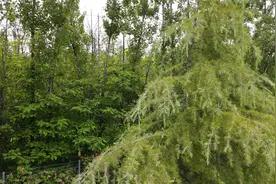 寻找曹操的后代，曹丕的孙子，曹髦的墓冢！