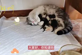 猫妈妈为什么会吃掉自己的孩子，无法承担的压力，会让它痛下杀手