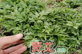 农村常见植物“野艾”，4点用途了解吗？视频分享给大家！视频封面