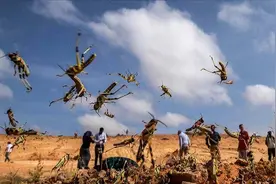 4000亿蝗虫一夜消失，怎么做到的？原来多亏了这个国家