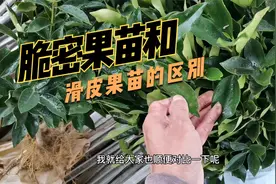 脆密金桔（柑）苗和滑皮金桔苗的区别，一看就懂。