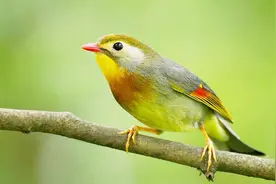 5分钟鸟叫声：红嘴相思鸟的叫声，清脆动听！收藏了