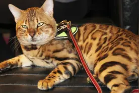 体重已达15斤的孟加拉豹猫，平时是吃什么长胖的？