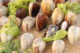 妹子赶海遇怪事，沙滩上时不时有水喷出，挖开一看不淡定了视频封面