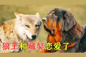 一只狼王和藏獒恋爱了！9个狼宝宝出生，没想到藏獒成为狼群老大视频封面