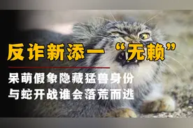 “孬种”猛将猛如虎，撅腚入室抢劫，毒蛇都得礼让三分