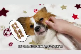 狗狗拆家被主人“送到”狗肉馆，还没出门就吓哭了，真是戏精！视频封面