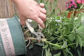 鸭掌木不生长，果断这样换盆再剪一刀，后期新芽长满枝