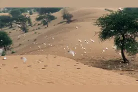 沙漠蝗虫入侵非洲之角，数百万人面临断粮危险，联合国发出呼吁视频封面