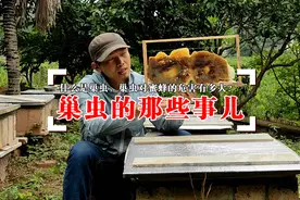 什么是巢虫、棉虫，对蜜蜂的危害有多大，养蜂怎么防治巢虫？视频封面
