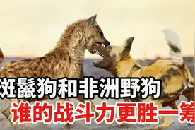 非洲草原上的两大家族，斑鬣狗和非洲野狗，谁的战斗力更胜一筹？视频封面