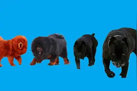 猛犬十八金句，好马配好鞍