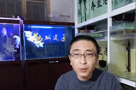 使用普通的自来水就能养好观赏鱼，为什么偏要使用纯净水呢？视频封面