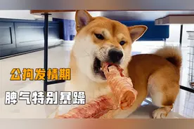 公柴犬发情期的情绪很不稳定，脾气暴躁，今天居然咬了自己女朋友视频封面