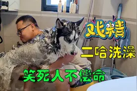 影帝二哈洗澡太戏精，全程哭哭啼啼哼哼唧唧，傻狗真会装可怜