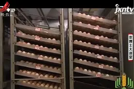 黔东南小香鸡，一般采用人工配种，要注意避开母鸡产蛋时间