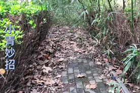 清明节上坟最佳时间，来了解一下吗视频封面