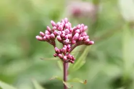 医生权威说明：佩兰的功效和作用！#春季养生正当时#