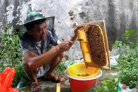 小伙阳台养蜂，用勺子取蜜太爽了，蜂蜜顺着往下流，高浓度百花蜜视频封面