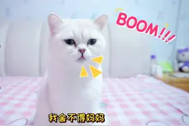 主人怀孕，小猫咪该何去何从？