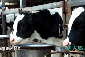 小牛一天喝12斤奶！天津张大哥的养牛场可热闹，小牛憨态可掬
