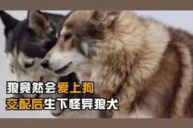 狼竟然会爱上狗，交配后生下怪异狼犬视频封面