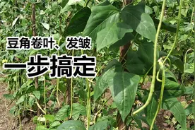 豆角卷叶、发皱怎么办？不急一招轻松搞定，后期压满枝头