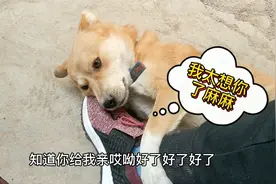 狗狗其实什么都懂，只是不会说话，见到主人激动的抱着腿不放！